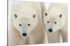 A Pair of Polar Bears-Howard Ruby-Stretched Canvas