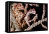 A Pair of Pygmy Seahorse on Sea Fan, Lembeh Strait, Indonesia-null-Framed Stretched Canvas