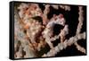 A Pair of Pygmy Seahorse on Sea Fan, Lembeh Strait, Indonesia-null-Framed Stretched Canvas