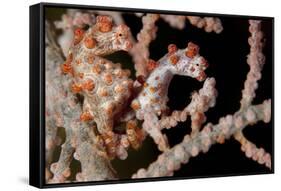 A Pair of Pygmy Seahorse on Sea Fan, Lembeh Strait, Indonesia-null-Framed Stretched Canvas