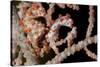 A Pair of Pygmy Seahorse on Sea Fan, Lembeh Strait, Indonesia-null-Stretched Canvas