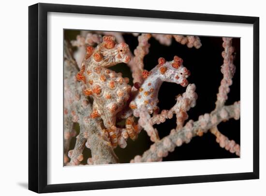 A Pair of Pygmy Seahorse on Sea Fan, Lembeh Strait, Indonesia-null-Framed Premium Photographic Print