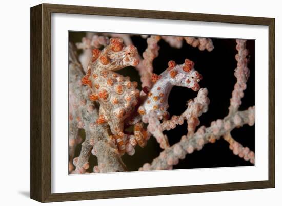 A Pair of Pygmy Seahorse on Sea Fan, Lembeh Strait, Indonesia-null-Framed Photographic Print