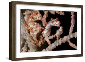 A Pair of Pygmy Seahorse on Sea Fan, Lembeh Strait, Indonesia-null-Framed Photographic Print