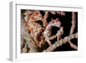 A Pair of Pygmy Seahorse on Sea Fan, Lembeh Strait, Indonesia-null-Framed Photographic Print