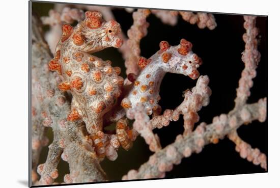 A Pair of Pygmy Seahorse on Sea Fan, Lembeh Strait, Indonesia-null-Mounted Photographic Print