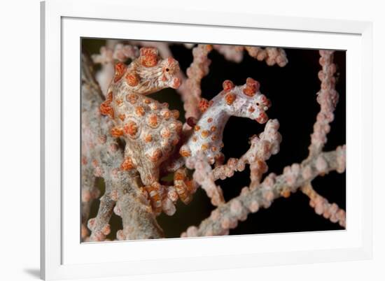 A Pair of Pygmy Seahorse on Sea Fan, Lembeh Strait, Indonesia-null-Framed Photographic Print