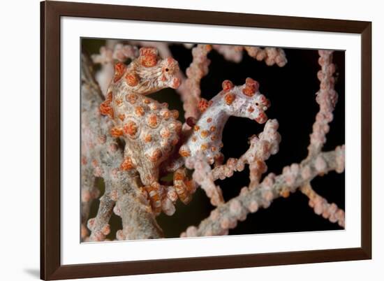 A Pair of Pygmy Seahorse on Sea Fan, Lembeh Strait, Indonesia-null-Framed Photographic Print