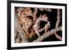 A Pair of Pygmy Seahorse on Sea Fan, Lembeh Strait, Indonesia-null-Framed Photographic Print