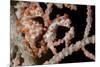 A Pair of Pygmy Seahorse on Sea Fan, Lembeh Strait, Indonesia-null-Mounted Photographic Print
