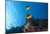 A Pair of Racoon Butterflyfish Swimming in Fiji Waters-Stocktrek Images-Mounted Photographic Print