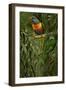 A Pair of Rainbow Lorikeets, 1890-Alfred Brehm-Framed Giclee Print