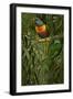 A Pair of Rainbow Lorikeets, 1890-Alfred Brehm-Framed Giclee Print