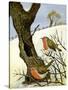 A Pair of Robins-Margaret Loxton-Stretched Canvas