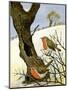 A Pair of Robins-Margaret Loxton-Mounted Giclee Print