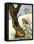 A Pair of Robins-Margaret Loxton-Framed Stretched Canvas