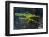 A Pair of Robust Ghost Pipefish in Komodo National Park, Indonesia-Stocktrek Images-Framed Photographic Print