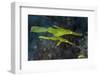 A Pair of Robust Ghost Pipefish in Komodo National Park, Indonesia-Stocktrek Images-Framed Photographic Print