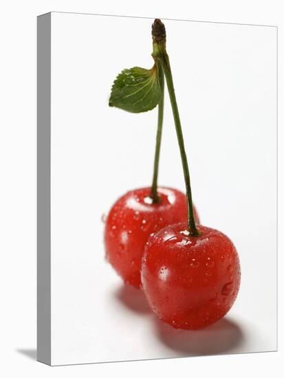 A Pair of Sour Cherries with Drops of Water-null-Stretched Canvas