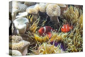 A Pair of Spinecheek Anemonefish (Premnas Biaculeatus)-Michael Nolan-Stretched Canvas