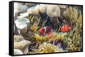 A Pair of Spinecheek Anemonefish (Premnas Biaculeatus)-Michael Nolan-Framed Stretched Canvas