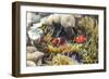 A Pair of Spinecheek Anemonefish (Premnas Biaculeatus)-Michael Nolan-Framed Photographic Print