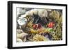 A Pair of Spinecheek Anemonefish (Premnas Biaculeatus)-Michael Nolan-Framed Photographic Print