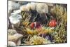 A Pair of Spinecheek Anemonefish (Premnas Biaculeatus)-Michael Nolan-Mounted Photographic Print