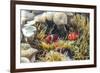 A Pair of Spinecheek Anemonefish (Premnas Biaculeatus)-Michael Nolan-Framed Photographic Print