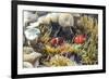 A Pair of Spinecheek Anemonefish (Premnas Biaculeatus)-Michael Nolan-Framed Photographic Print