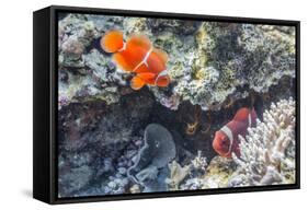 A Pair of Spinecheek Anemonefish (Premnas Biaculeatus)-Michael Nolan-Framed Stretched Canvas