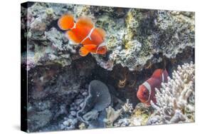 A Pair of Spinecheek Anemonefish (Premnas Biaculeatus)-Michael Nolan-Stretched Canvas