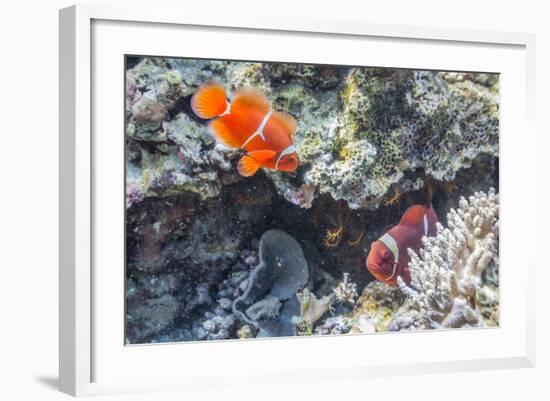 A Pair of Spinecheek Anemonefish (Premnas Biaculeatus)-Michael Nolan-Framed Photographic Print