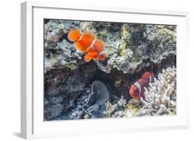 A Pair of Spinecheek Anemonefish (Premnas Biaculeatus)-Michael Nolan-Framed Photographic Print