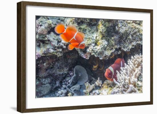 A Pair of Spinecheek Anemonefish (Premnas Biaculeatus)-Michael Nolan-Framed Photographic Print