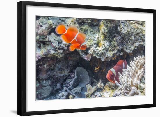 A Pair of Spinecheek Anemonefish (Premnas Biaculeatus)-Michael Nolan-Framed Photographic Print
