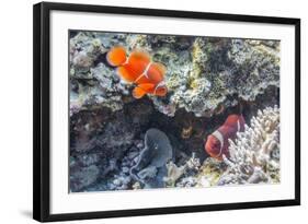 A Pair of Spinecheek Anemonefish (Premnas Biaculeatus)-Michael Nolan-Framed Photographic Print