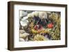 A Pair of Spinecheek Anemonefish (Premnas Biaculeatus)-Michael Nolan-Framed Photographic Print