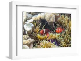 A Pair of Spinecheek Anemonefish (Premnas Biaculeatus)-Michael Nolan-Framed Photographic Print