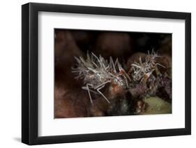 A Pair of Spiny Tiger Shrimp Crawl on the Seafloor-Stocktrek Images-Framed Premium Photographic Print