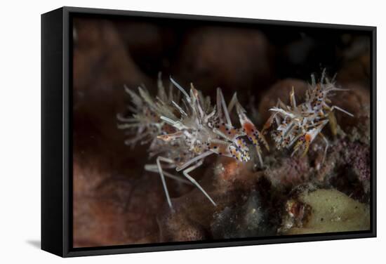 A Pair of Spiny Tiger Shrimp Crawl on the Seafloor-Stocktrek Images-Framed Stretched Canvas