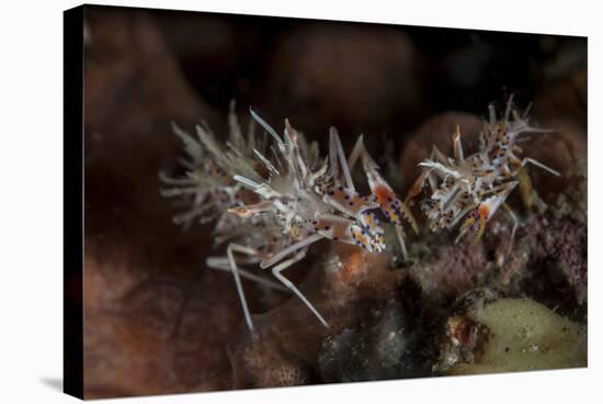 A Pair of Spiny Tiger Shrimp Crawl on the Seafloor-Stocktrek Images-Stretched Canvas