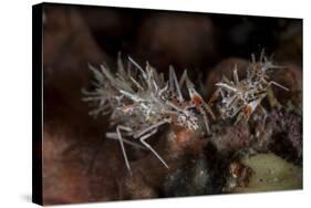 A Pair of Spiny Tiger Shrimp Crawl on the Seafloor-Stocktrek Images-Stretched Canvas