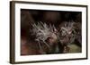 A Pair of Spiny Tiger Shrimp Crawl on the Seafloor-Stocktrek Images-Framed Photographic Print