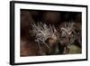 A Pair of Spiny Tiger Shrimp Crawl on the Seafloor-Stocktrek Images-Framed Photographic Print