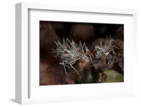 A Pair of Spiny Tiger Shrimp Crawl on the Seafloor-Stocktrek Images-Framed Photographic Print