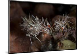 A Pair of Spiny Tiger Shrimp Crawl on the Seafloor-Stocktrek Images-Mounted Photographic Print