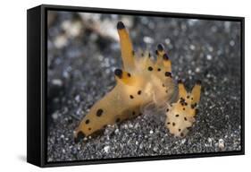 A Pair of Thecacera Nudibranch Mating on the Seafloor-Stocktrek Images-Framed Stretched Canvas