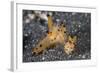 A Pair of Thecacera Nudibranch Mating on the Seafloor-Stocktrek Images-Framed Photographic Print