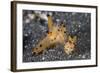 A Pair of Thecacera Nudibranch Mating on the Seafloor-Stocktrek Images-Framed Photographic Print